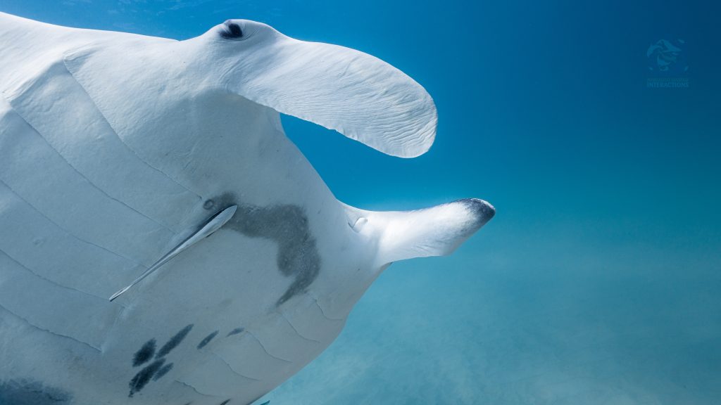 Isobel the Manta Ray, Ningaloo Manta Project in Coral Bay