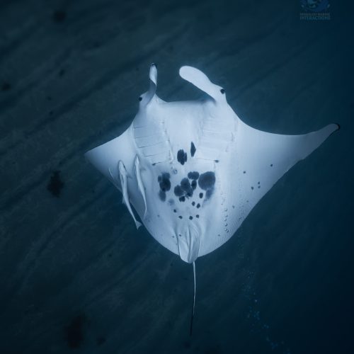 Maisie Ray the Manta Ray Coral Bay, Western Australia Manta Ray swimming on the Ningaloo Reef in Australia