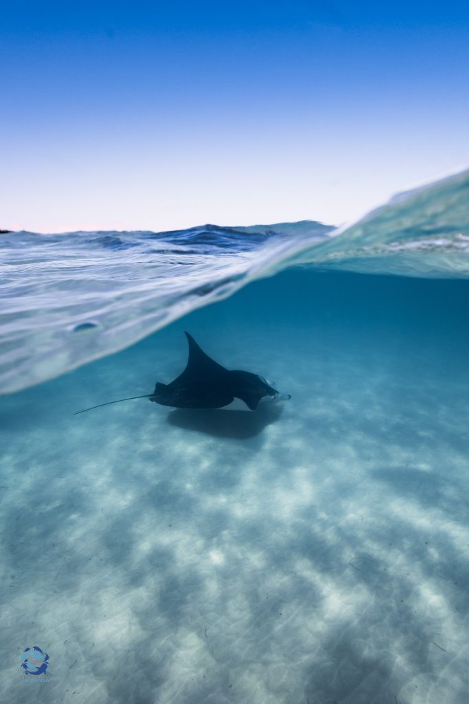 Manta Ray swimming in clear water in Coral Bay, Western Australia