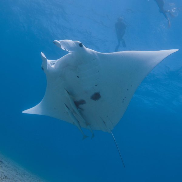 Rastas and Snorkellers on Ningaloo's Best Manta Ray Tour, in Coral Bay