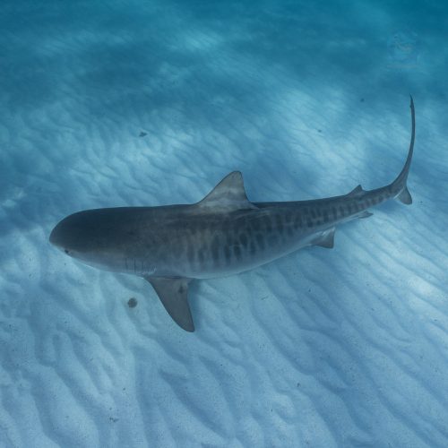 Swim with a Tiger Shark on Ningaloo Reef Tiger Shark in Coral Bay