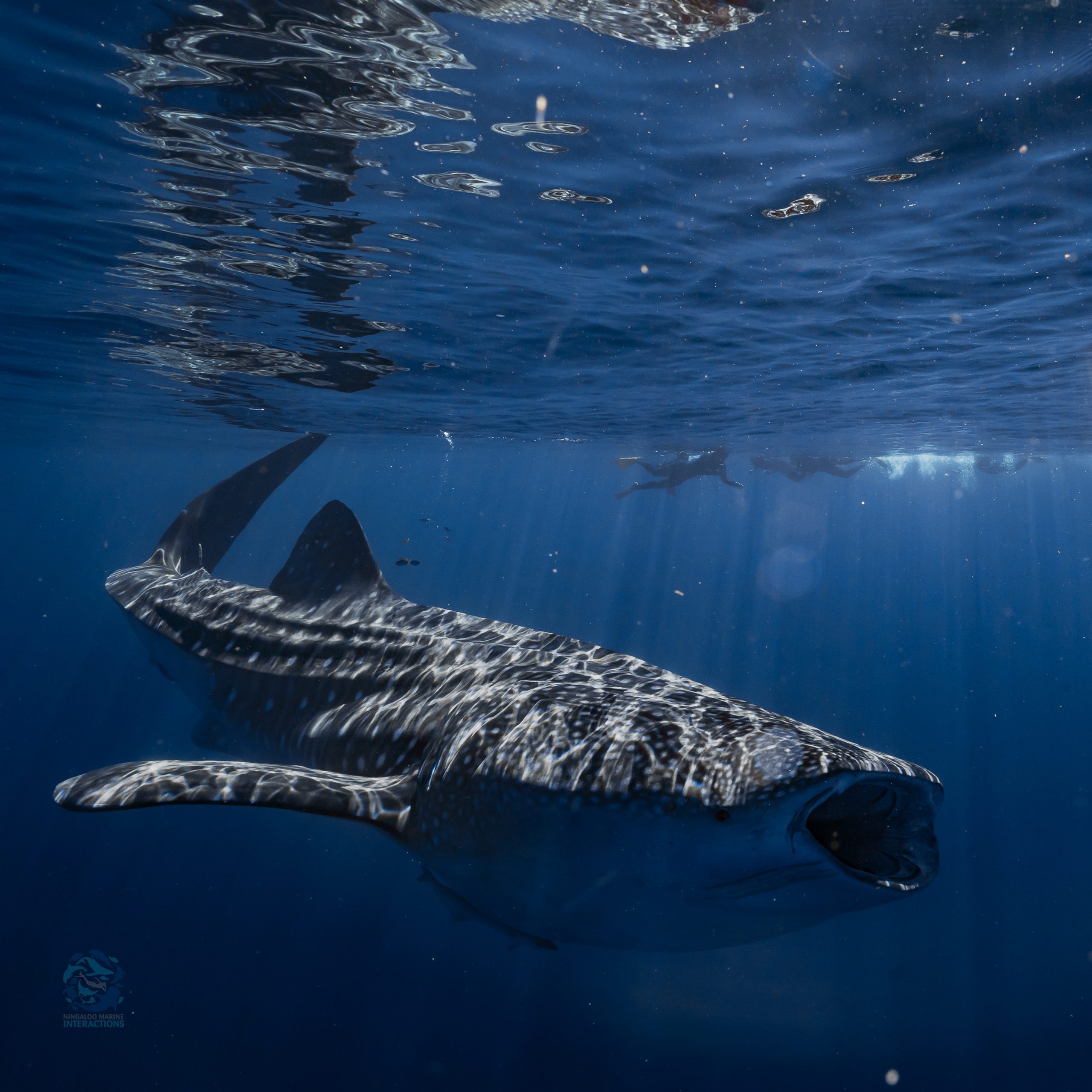 A whaleshark with snorkellers on the Ningaloo Reef Western Australia