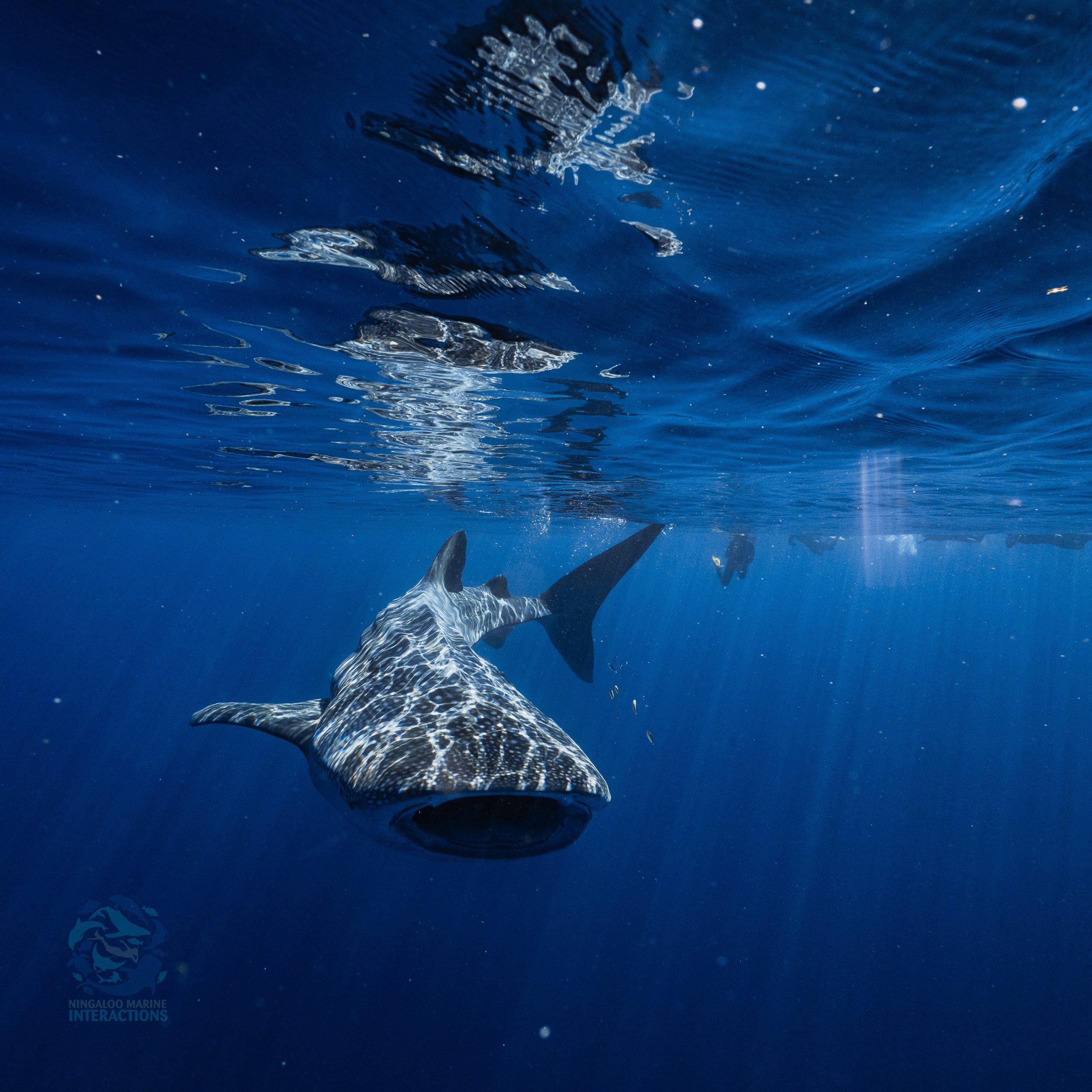People swimming with a whaleshark on the Ningaloo Reef in Western Australia