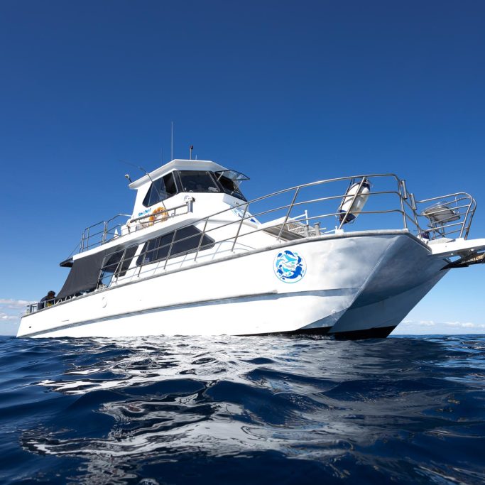 West End II Whaleshark Catamaran in Ningaloo Reef West End II Whaleshark Catamaran in Ningaloo Reef